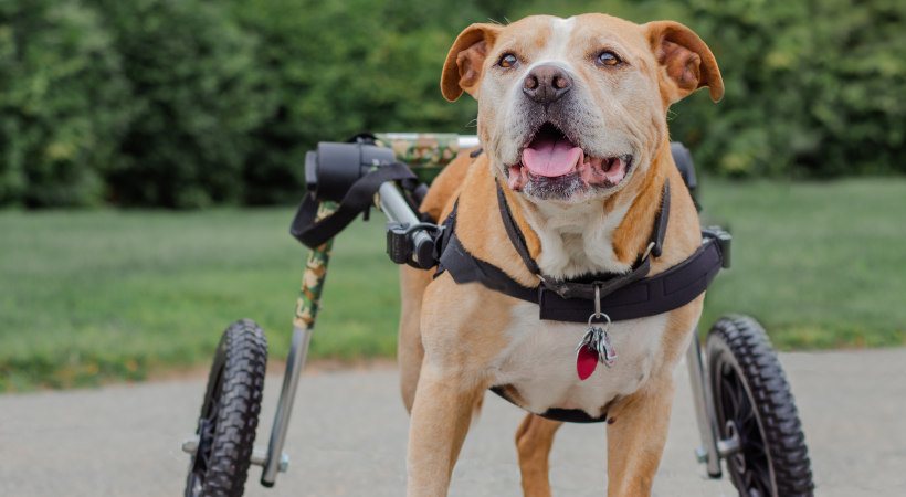 Ralph, a pitbull mix is our wheelchair model for Hearing loss in senior dogs article