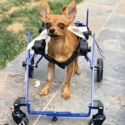 Chihuahua in a Walkin' Wheels Mini Quad Wheelchair