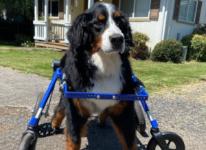 Full support wheelchair for Bernese Mountain Dog