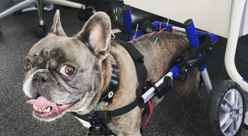 Bernard is a paralyzed dog receives acupuncture for IVDD