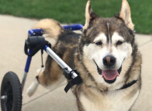 wheelchair for paralyzed Siberian Husky