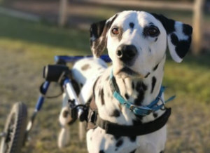 Walkin' Wheels dog wheelchair for dalmatian