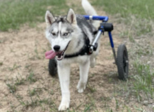 Husky wheelchair