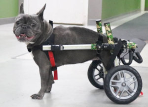 French bulldog wheelchair at rehab