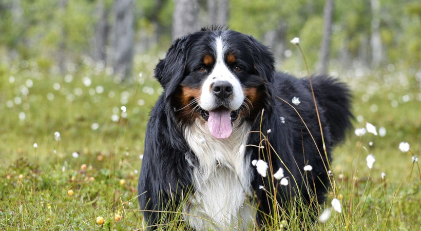 Common Misconceptions About Bernese Mountain Dogs and Heat
