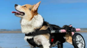 Morus the Corgi is on the beach with the help of our Walkin' Wheels wheelchair for knee problems