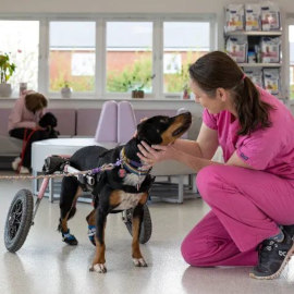 Dog in wheelchair greeted by their vet
