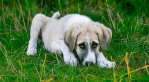 young pup in grass with sad eyes