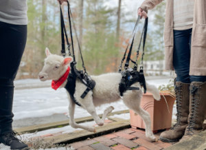 disabled lamb is carried with lifting harnesses