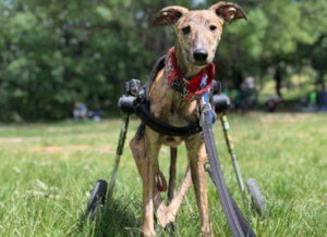 Disabled greyhound wheelchair