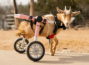 Paralyzed goat walks for first time in new Walkin' Wheels wheelchair