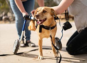 Paralyzed dog gets new Walkin' Wheels dog wheelchair