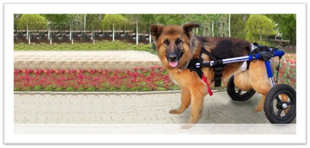 Prince in his mobility aid - Walkin' Wheels is clearly a happy customer posing with spring flowers 