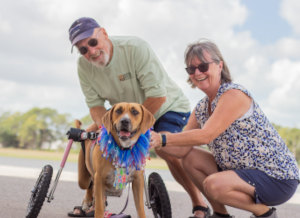 Dog parents love their rescued wheelchair dog