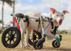 Disabled dog Rue lives her best life in Walkin' Wheels dog wheelchair