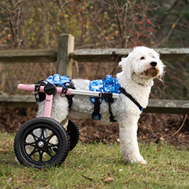 Buddy Up Harness with a rear Walkin' Wheels wheelchair