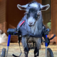 Disabled goat in wheelchair