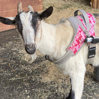 Handicapped goat in new wheelchair