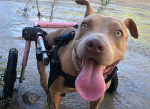 Paralyzed Pit Bull plays in the water in dog wheelchair