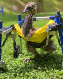 Lemu the emu takes his first steps in his new emu wheelchair