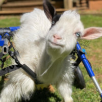 Handicapped goat uses full support wheelchair to walk