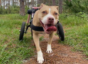 Disabled paralyzed runs in Walkin' wheels dog wheelchair