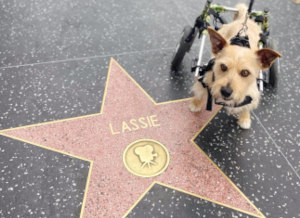 Dog in wheelchair visits the Hollywood Walk of Fame