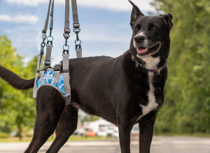 large dog uses rear support harness for back legs
