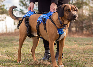 BuddyUp Harness provides lifting support for dog