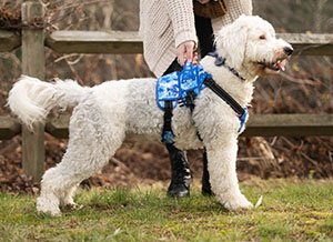 BuddyUp front harness for dogs with weak front legs