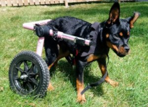Rottweiler puppy uses wheelchair to walk