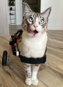 Paralyzed cat uses Walkin' Wheels cat wheelchair in her home