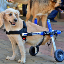 Amputee dog uses Walkin' Wheels wheelchair
