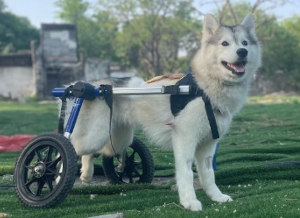 Disabled Husky in new Walkin' Wheels dog wheelchair
