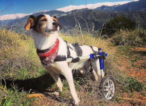 Jack Russell goes on hike in small dog wheelchair
