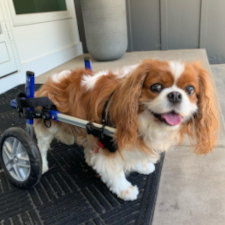 Small dog in Walkin' Wheels wheelchair