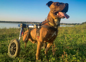 Disabled rescue dog in Ukraine