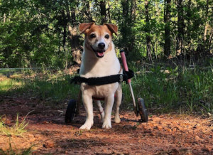 Disabled Jack Russell Terrier uses small Walkin' Wheels dog wheelchair