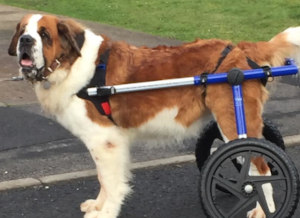 Dog wheelchair for large St Bernard