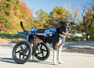BuddyUp Harness for dog wheelchair