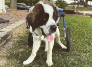 Parlyzed Saint Bernard walks in large dog wheelchair
