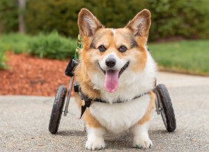 Corgi wheelchair for dog that can't walk
