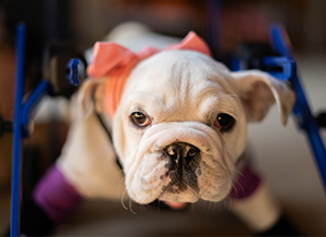 Bulldog puppy with spina bifida uses dog wheelchair