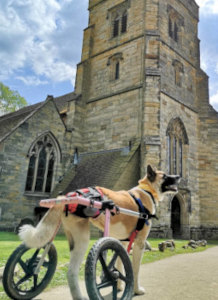 Tripod dog uses wheelchair to explore