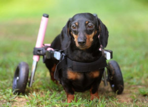 Paralyzed dachshund with IVDD uses wheelchair