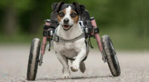 Disabled Jack Russell in wheelchair