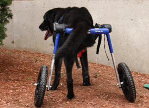 Lab missing a back leg uses dog wheelchair for balance