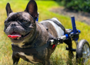 Disabled French Bulldog uses Small Walkin' Wheels dog wheelchair