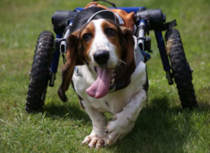Basset Hound runs in dog wheelchair