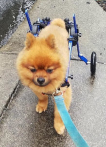 Disabled Pomeranian on walk in Mini Walkin' Wheels dog wheelchair